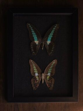 Framed blue bottle butterfly specimens